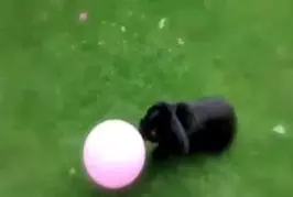 Ce lapin adore son ballon