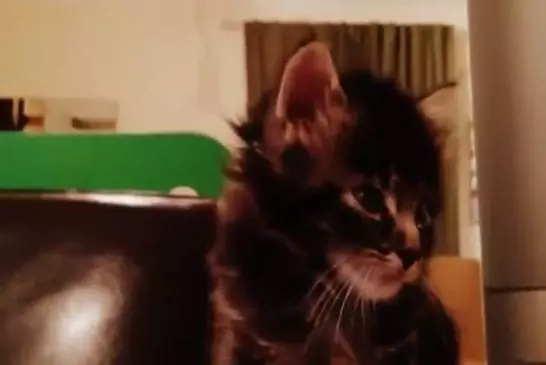 Chaton essaie de rester éveillé