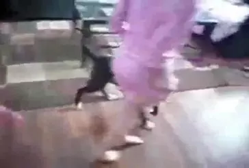 Un chat défend une petite fille