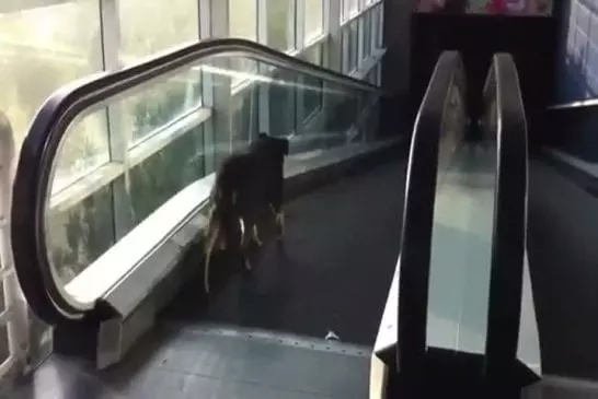 Un escalator rend un chien complètement fou