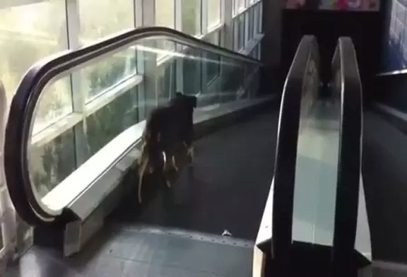 Un escalator rend un chien complètement fou