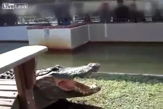 Ne jamais jouer avec un crocodile