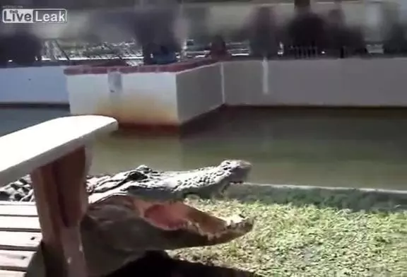 Ne jamais jouer avec un crocodile