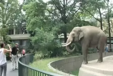 elephant jette sa merde