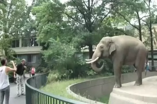 elephant jette sa merde