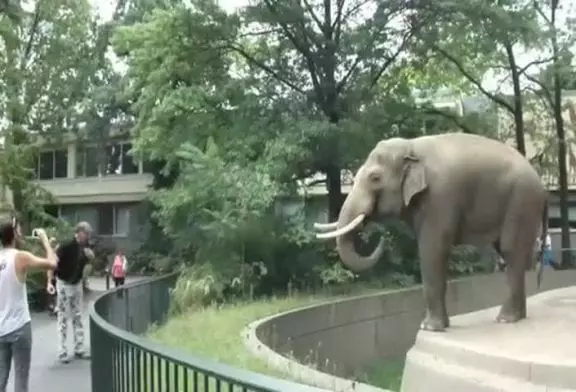 elephant jette sa merde