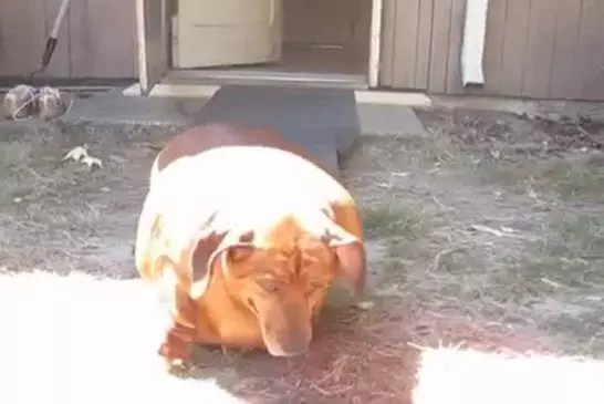 obie teckel obese