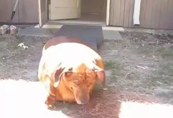 obie teckel obese