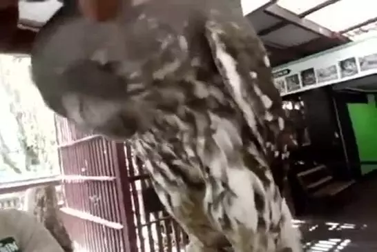 Un adorable hibou adore se faire gratouiller la tête