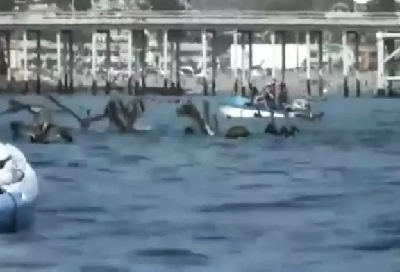 Rencontre entre une baleine et un kayak