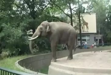 Eléphant jette sa merde sur les visiteurs