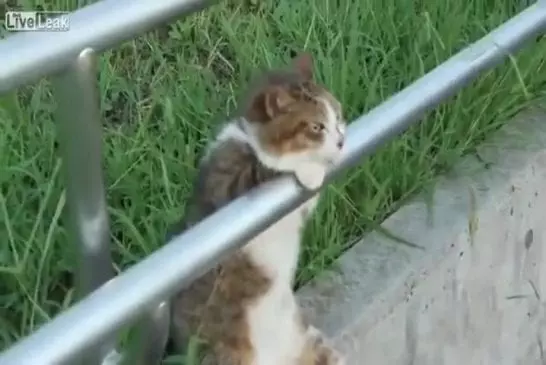 Un chat s’assoit pour se détendre