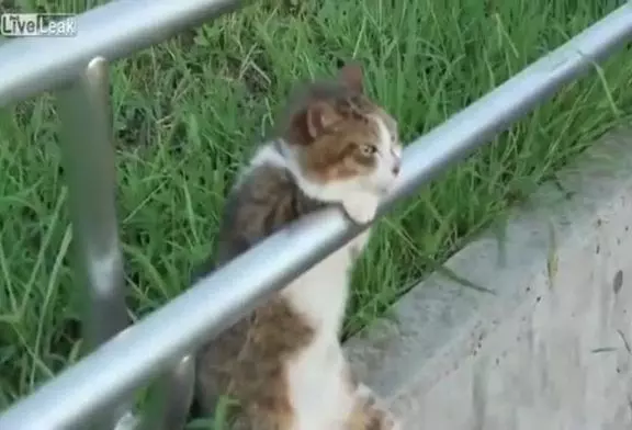 Un chat s’assoit pour se détendre