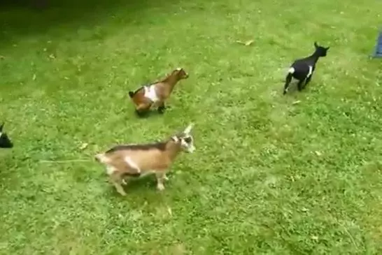 Un bébé chèvre tout excité et raciste !