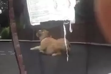Bulldog joue sur le trampoline