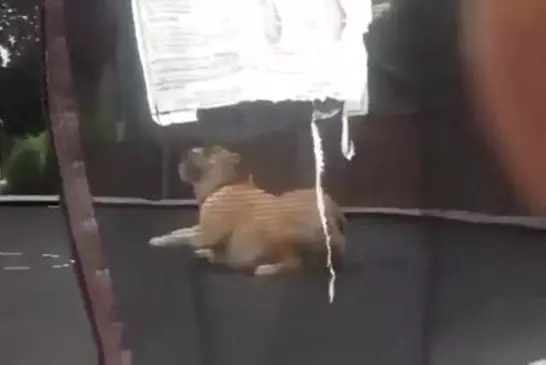 Bulldog joue sur le trampoline