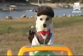 Le meilleur chien jouant au golf