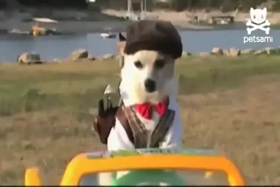 Le meilleur chien jouant au golf