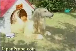 Funny Japanese Commercial