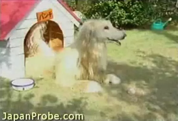 Funny Japanese Commercial