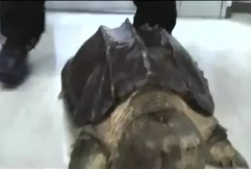 Une tortue hargneuse détruit un ananas