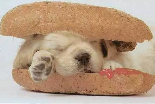 Hot dog