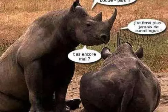 Pauvre madame rhino