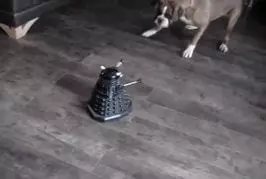 Un chien Boxer contre un robot