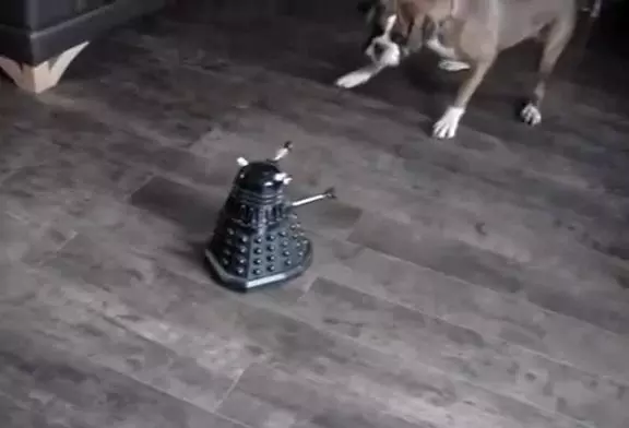 Un chien Boxer contre un robot