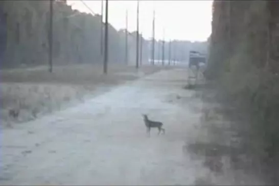 Le pire chasseur contre le plus stupide chevreuil