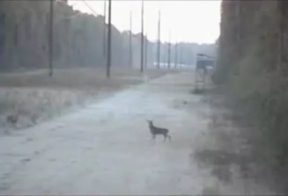 Le pire chasseur contre le plus stupide chevreuil