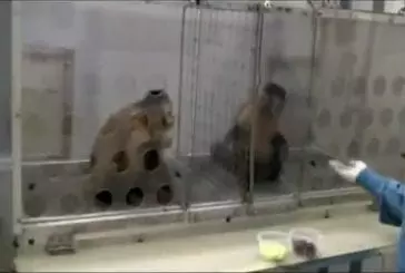 Expérience hilarante sur des singes