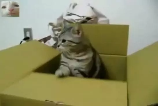 Chat sérieux envoie un SOS