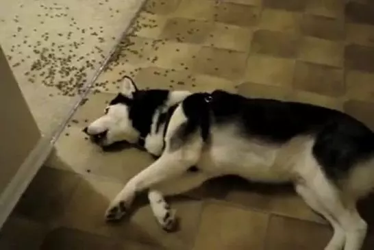 Chien paresseux en action