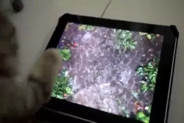 Chat joue sur ipad