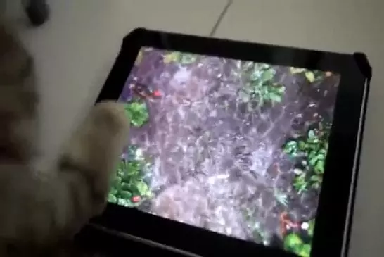 Chat joue sur ipad