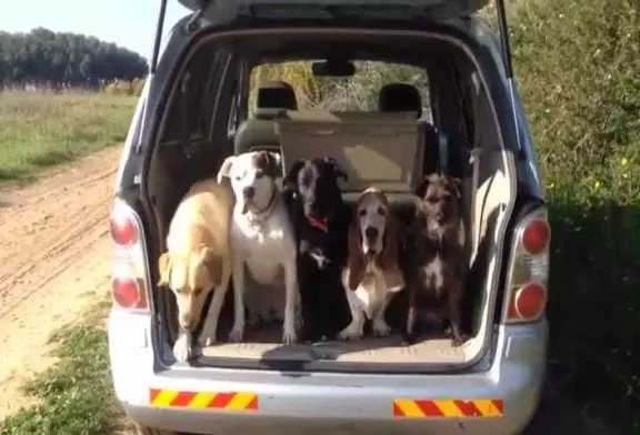 Comment faire monter 5 chiens dans une voiture