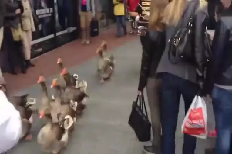 Fanfare d’oies