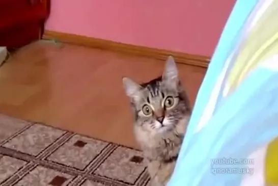 Ce chat est en train de comploter quelque chose de diabolique