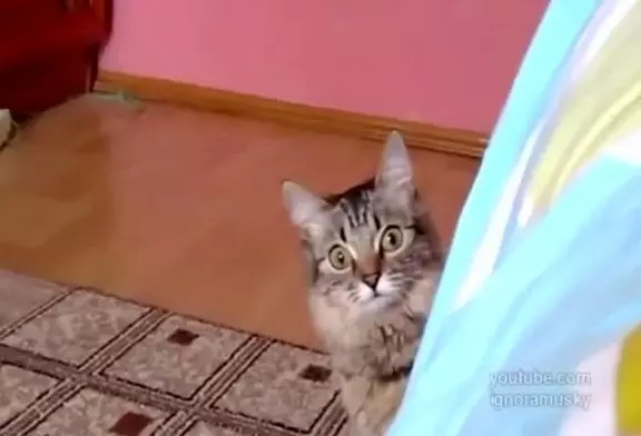 Ce chat est en train de comploter quelque chose de diabolique
