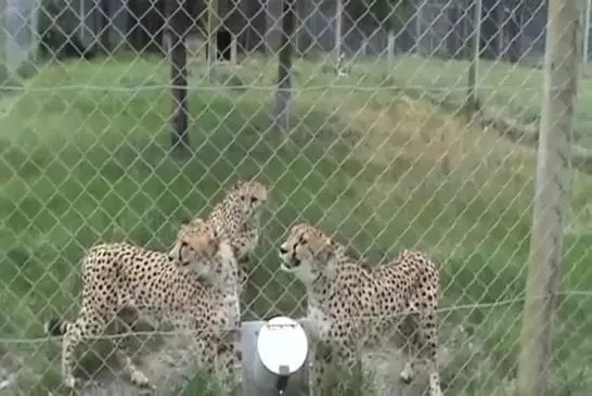 Guépards miaulent comme des chats