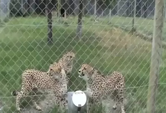 Guépards miaulent comme des chats