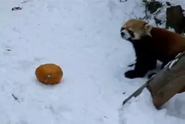 Panda rouge vs citrouille