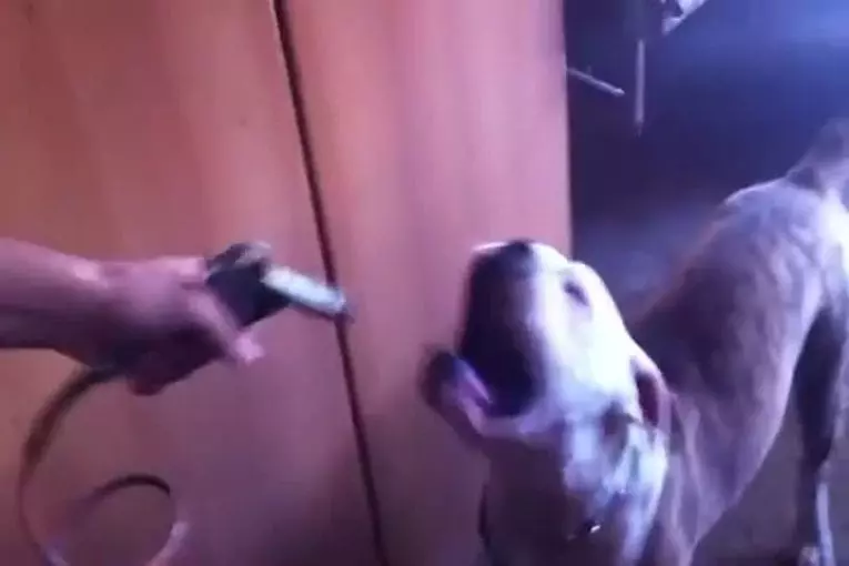 Bouledogue vs pistolet à air