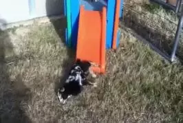 Bébé chèvre fait du toboggan