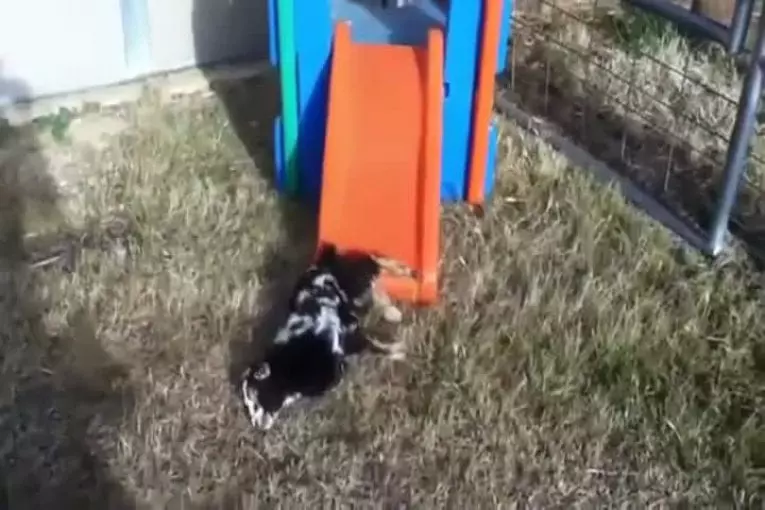 Bébé chèvre fait du toboggan