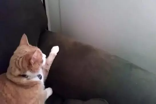 Deux chats se rencontrent pour la première fois