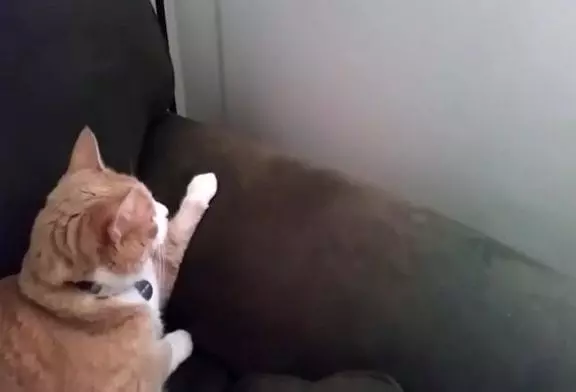 Deux chats se rencontrent pour la première fois