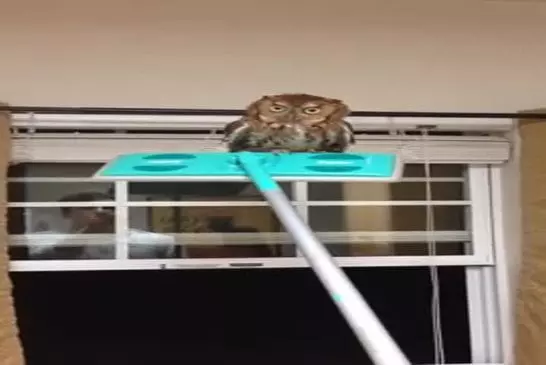 Hibou se fait surprendre sur un balai