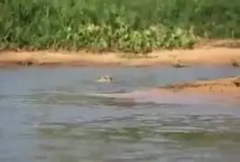 Jaguar attaque un crocodile